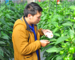 Cách bảo vệ thiên địch trong vườn cây có múi