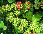 Giá cà phê trong nước và thế giới đồng loạt tăng, Cà phê tăng mạnh đang hút hết vốn của hồ tiêu?