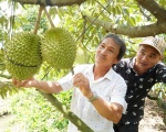 Trồng sầu riêng ở một tỉnh ĐBSCL tăng diện tích quá nhanh, ngành chức năng khuyến cáo điều gì?