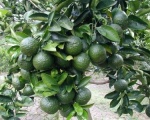 Hướng dẫn sử dụng sản phẩm TÂY BAN NHA phục hồi cây cam sau thu hoạch