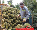 Giá Sầu Riêng Hôm Nay: Lên Đỉnh Bất Ngờ