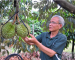 Lâm Đồng siết lại các mã số vùng trồng