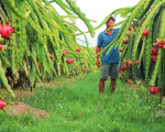 Bình Thuận đặt mục tiêu đạt 11.900 ha thanh long VietGAP