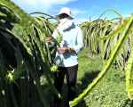 Phòng trừ rệp sáp giả hại thanh long theo hướng sinh học