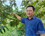 ĐBSCL: Đã có vùng trồng sầu riêng được cấp mã xuất sang Trung Quốc