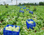 Thay đổi nhận thức đồng bào thiểu số từ mô hình cải thảo VietGAP