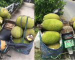 Giá mít Thái hôm nay 20/10: Thương lái than lỗ, qua rồi cái thời cứ cắt được 1kg mít Thái là lời 1.000 đồng