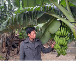 Trồng chuối tiêu hồng thu từ gốc đến ngọn, anh nông dân Thái Nguyên kiếm bộn tiền