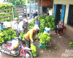 Đồng Nai vào cao điểm thu hoạch trái cây chính vụ