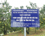 Mô hình ICM trên cây bưởi là gì mà nông dân áp dụng thu lãi tăng gần 100 triệu/ha?