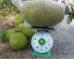 Giá mít Thái hôm nay 30/12: Giá mít Tiền Giang 21.000 đồng/kg, thị trường mít tới đây tăng hay giảm?