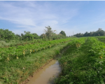 Vườn đu đủ vàng đều tăm tắp ở Hậu Giang, trái treo trên cây hơn 4 tấn, thương lái đã đặt cọc mua hết