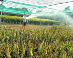 Bến Tre có tiềm năng trở thành trung tâm cây giống cấp quốc tế