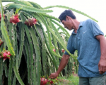 3 năm chương trình sản xuất thanh long VietGAP của Bình Thuận
