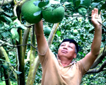 Tỷ phú nông dân ở Khánh Hòa chỉ trồng cây gì mà tích cóp gia sản 40 tỷ, mỗi năm thu nhập 1 tỷ?