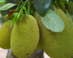 Huyện có diện tích trồng cây ăn trái lớn nhất Tiền Giang đã được cấp 29 mã số vùng trồng mít xuất khẩu