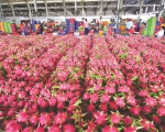 Phó Giám đốc Văn phòng SPS Việt Nam: Xuất khẩu thanh long của Việt Nam sang Anh vẫn diễn ra bình thường