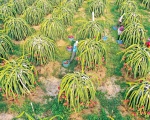 Sau một động thái của Trung Quốc, thanh long, chuối lại ùn ùn thông quan qua cửa khẩu Lạng Sơn