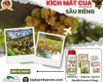 Kích Mắt Cua & Kéo Mắt Cua Sầu Riêng – Hướng Dẫn Chuẩn Chuyên Gia