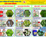 Quy Trình Kỹ Thuật Cây Cam Sành