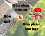 BÓN PHÂN CHO CÂY ĂN QUẢ KHU VỰC ĐBSCL