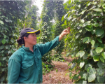 Nông dân Quảng Trị hồ hởi trồng hồ tiêu hữu cơ