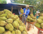 Để sầu riêng rộng cửa xuất khẩu sang Trung Quốc