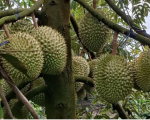 Giá sầu riêng ở Tiền Giang rẻ nhất là 80.000 đồng/kg, dân ồ ạt trồng, ngành chức năng khuyến cáo