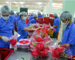 Thanh long Bình Thuận kỳ vọng thị trường khởi sắc dịp cuối năm