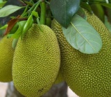 Huyện có diện tích trồng cây ăn trái lớn nhất Tiền Giang đã được cấp 29 mã số vùng trồng mít xuất khẩu